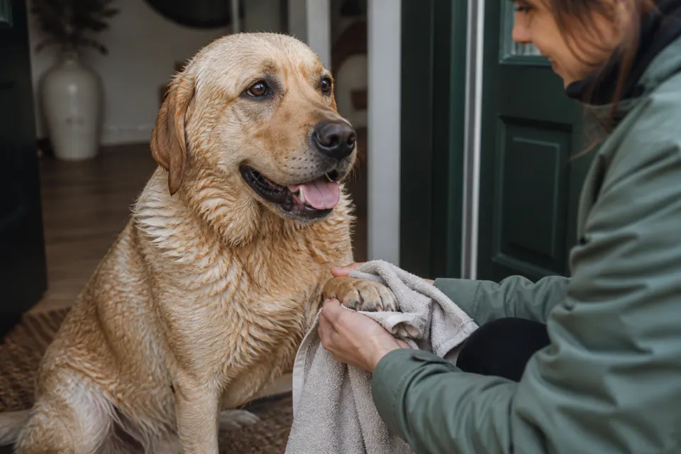Cura attenta di un cane al termine della passeggiata